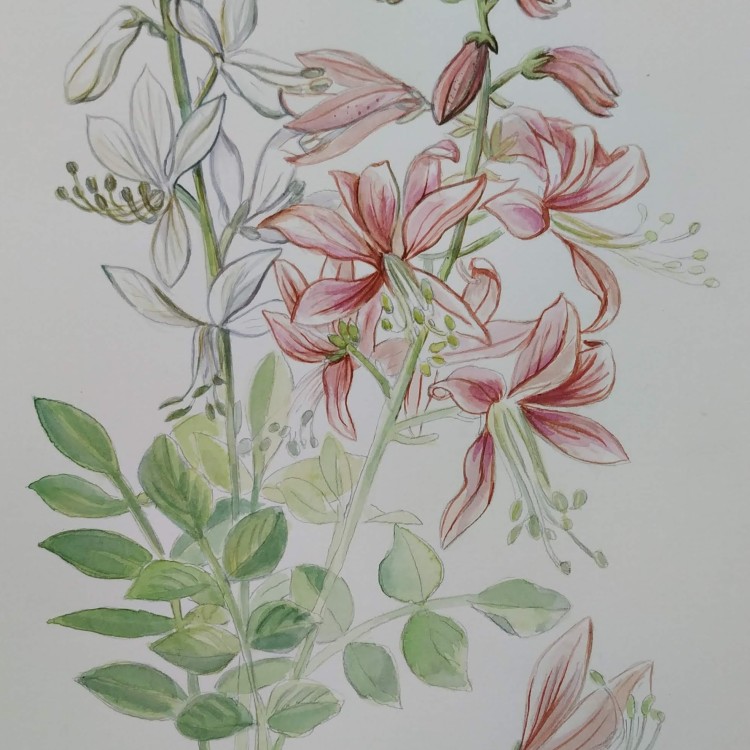 PlancheBotanique_Lis
